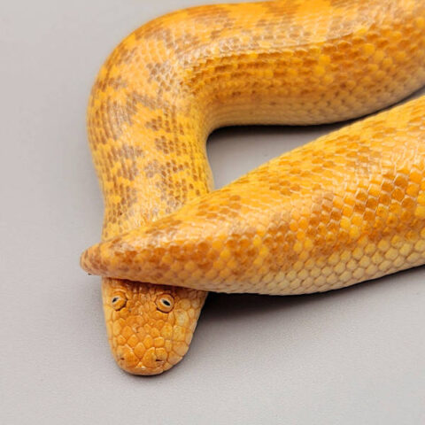 Arabian Sand Boa Rufus Darden Reptiles